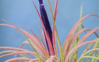 Tillandisia
