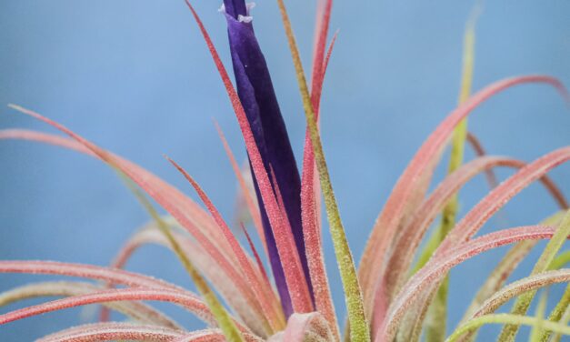 Tillandisia