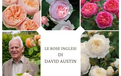 Le Rose Inglesi di David Austin