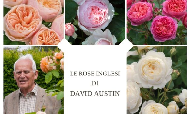 Le Rose Inglesi di David Austin