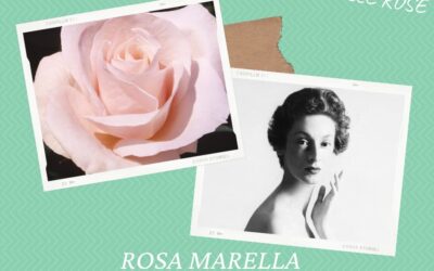 Le Rose Dedicate alle Donne – A Donna Marella Agnelli