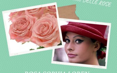 Le Rose Dedicate alle Donne – Sophia Loren