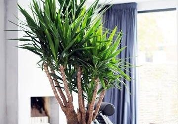 Yucca