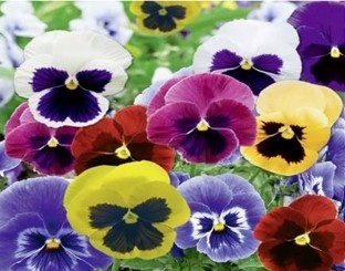 Viola del pensiero