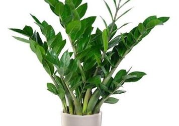 Zamioculcas