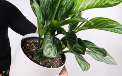 Aglaonema