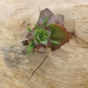 Anello di piante grasse