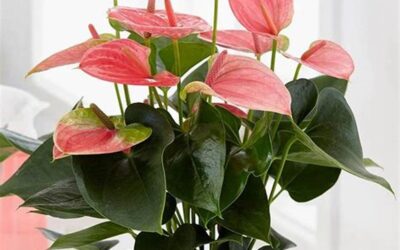 Anthurium