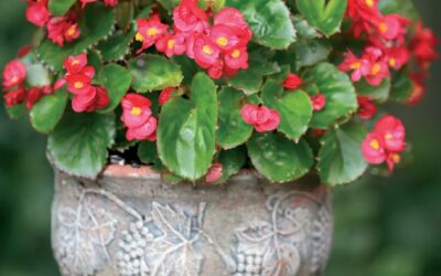 Begonia