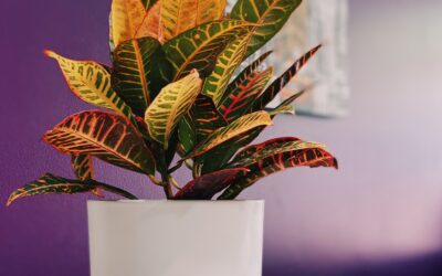 Croton