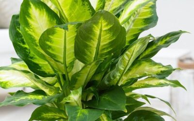 Dieffenbachia