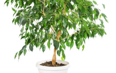 Ficus benjamina