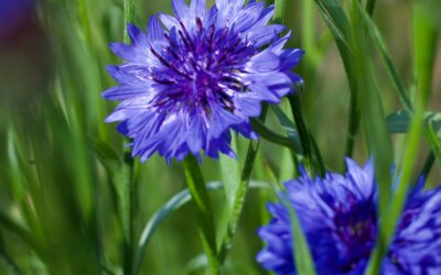 Fiordaliso