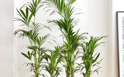 Kentia