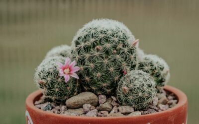 Mammillaria cactus