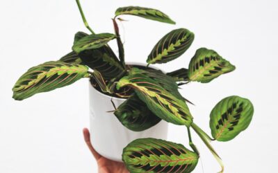 Maranta