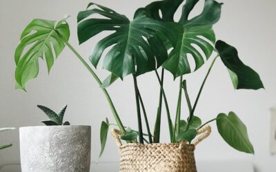 Monstera