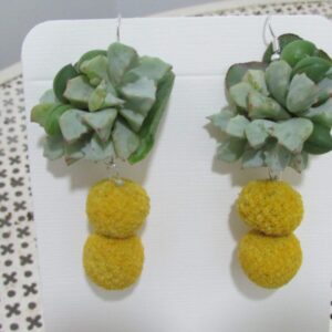 Orecchini con crespedia e piante grasse