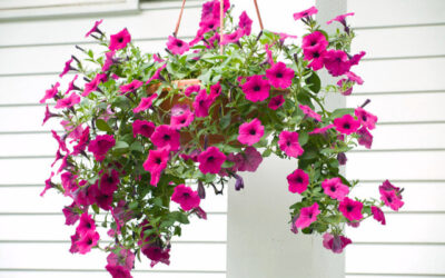 Petunia