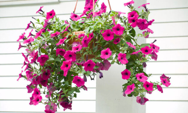 Petunia