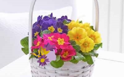 Primula
