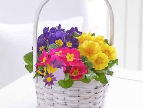 Primula