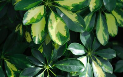 Schefflera