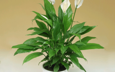 Spathiphyllum