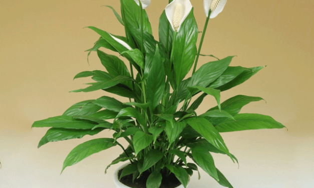 Spathiphyllum
