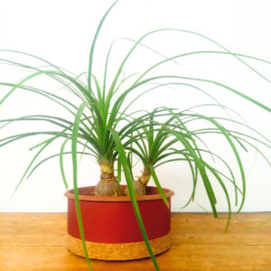 Nolina pianta mangiafumo