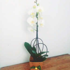 Orchidea Phalaenopsis