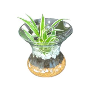 Terrario aperto con Chlorophytum