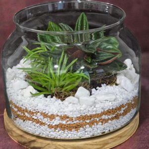Terrario aperto con piante miste